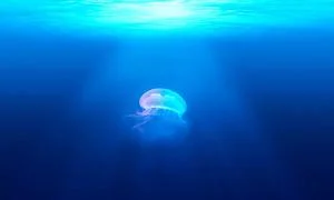 堵漏材料